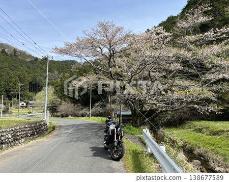 Ogawa Town, Sakura 138677589