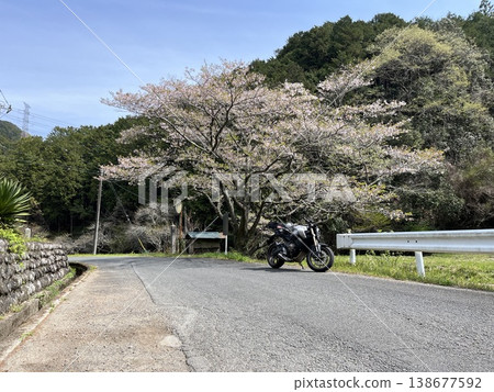 Ogawa Town, Sakura 138677592
