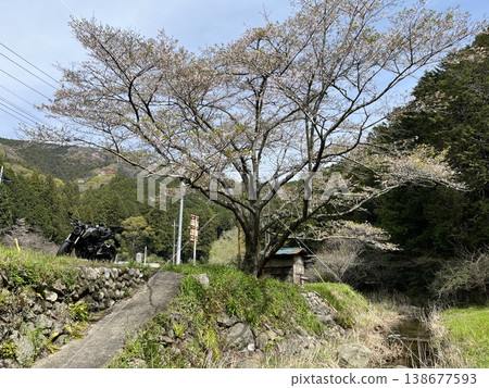 Ogawa Town, Sakura 138677593