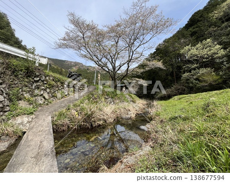 Ogawa Town, Sakura 138677594