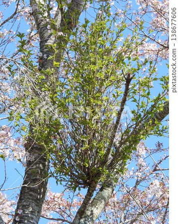 Witch's broom disease (a disease that causes abnormally dense growth of plant branches and leaves): A dense growth of leaves on branches amidst the full bloom of cherry blossoms. Witch's broom disease (a disease that causes abnormally dense growth of plant branches and leaves): A dense growth of leaves on branches amidst the full bloom of cherry blossoms. 138677606