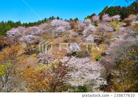 春天,櫻花,吉野山,上千本 春天,櫻花,吉野山,上千本 138677610