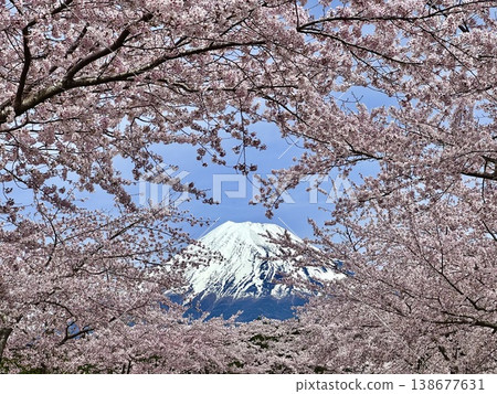盛開的櫻花和富士山 138677631