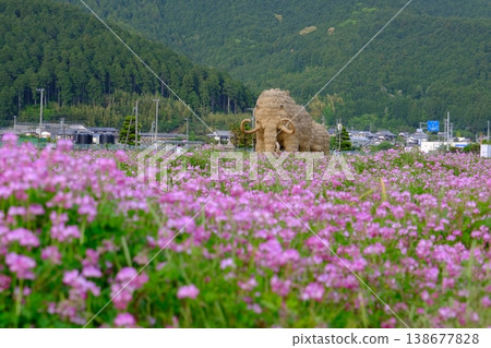 The ground is covered with lotus flowers and straw mammoths The ground is covered with lotus flowers and straw mammoths 138677828