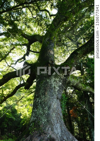 神社內矗立著一棵參天大樹 138677841