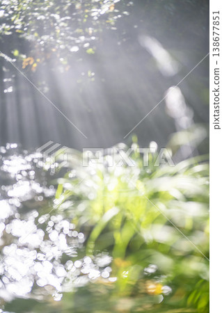 陽光透過清澈的溪流,灑落在綠樹成蔭的森林中:大山北谷澤溪 陽光透過清澈的溪流,灑落在綠樹成蔭的森林中:大山北谷澤溪 138677851