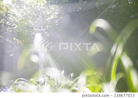 A scene of rays of sunlight filtering through a clear stream in a forest of fresh green leaves: Oyama Kitanizawa Stream 138677853