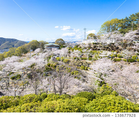 尾道市千光寺公園，春光明媚，櫻花盛開，景色宜人。 138677928