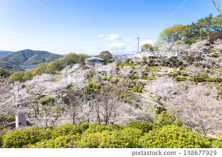 尾道市千光寺公園，春光明媚，櫻花盛開，景色宜人。 138677929