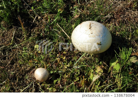 A large, white, and impressive-looking mushroom found on the bank of an irrigation canal. 138678004