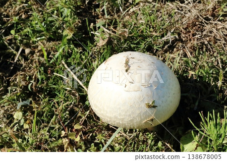 A large, white, and impressive-looking mushroom found on the bank of an irrigation canal. A large, white, and impressive-looking mushroom found on the bank of an irrigation canal. 138678005