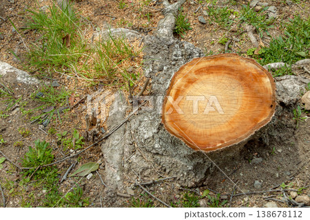 Cherry tree stump 138678112