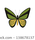 Goliath Birdwing butterfly - Ornithoptera goliath lat.  138678137