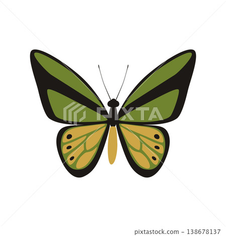 Goliath Birdwing butterfly - Ornithoptera goliath lat. Goliath Birdwing butterfly - Ornithoptera goliath lat. 138678137