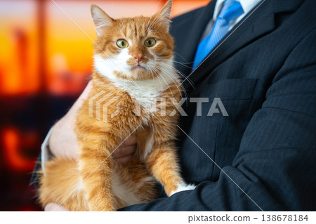 Surprised ginger orange domestic cat sits in a businessman hands. A charismatic Surprised ginger orange domestic cat sits in a businessman hands. A charismatic 138678184