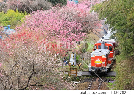 Watarase Keikoku Railway's "Watarase Keikoku Trolley Train Runs Through a Landscape of Blooming Peach Blossoms" 138678261