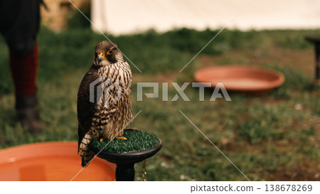 Falcon perched during Easter Knight Festival in Berlin, Germany 138678269