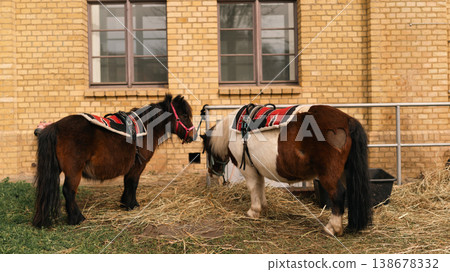 Two ponies at Easter Knight Festival in Berlin, Germany 138678332