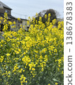 神奈川縣御殿場市的一片空地上，油菜花盛開，景色優美。 138678383
