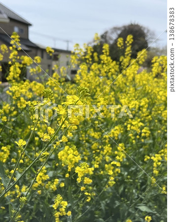 神奈川縣御殿場市的一片空地上,油菜花盛開,景色優美。 神奈川縣御殿場市的一片空地上,油菜花盛開,景色優美。 138678383