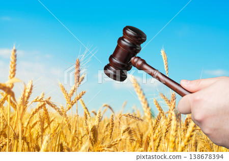 Judges gavel with wheat spike and blue sky. Law, justice, legal proceedings, court decisions, fairness, judgment, and the legal system in action. Judges gavel with wheat spike and blue sky. Law, justice, legal proceedings, court decisions, fairness, judgment, and the legal system in action. 138678394