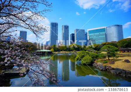 濱離宮花園的櫻花與建築 138678613