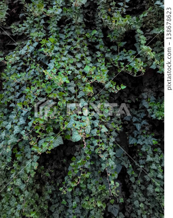 Dark green ivy covering wall in prague, czechia, copy space, wallpaper Dark green ivy covering wall in prague, czechia, copy space, wallpaper 138678623