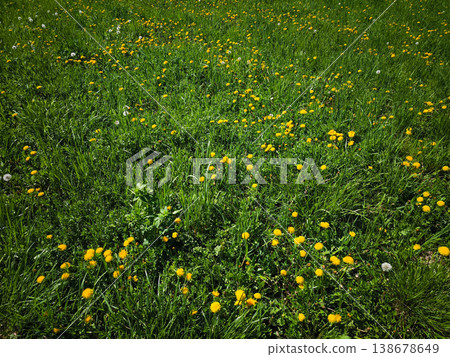 Vibrant yellow dandelions blooming in lush green grass creating a beautiful natural landscape concept. copy space Vibrant yellow dandelions blooming in lush green grass creating a beautiful natural landscape concept. copy space 138678649