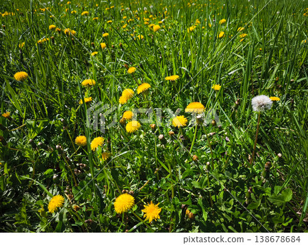 Vibrant dandelion flowers blooming in a lush green meadow showcasing nature's beauty concept. copy space Vibrant dandelion flowers blooming in a lush green meadow showcasing nature's beauty concept. copy space 138678684