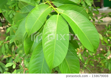 山竹（香料科）常綠小喬木，葉片 138679008