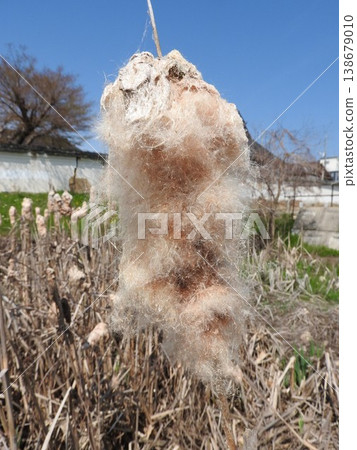 Cattail spike: The state just before the fluff is blown away by the wind in spring. Cattail spike: The state just before the fluff is blown away by the wind in spring. 138679010