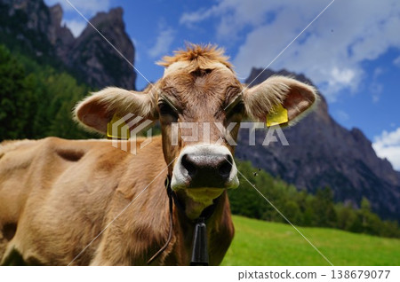 Cow Grazing with Mountain View in Scenic Landscape 138679077