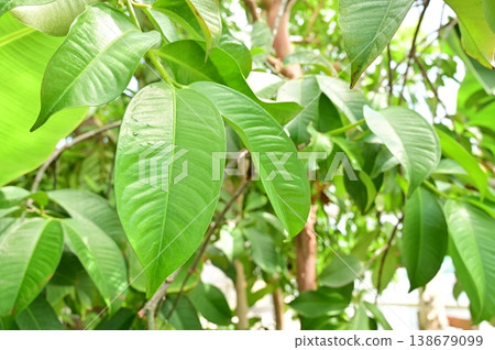 山竹（香料科）常綠小喬木，葉片 138679099