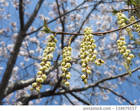 Kibushi花：雄花 138679157