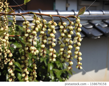 Kibushi花：雄花 138679158