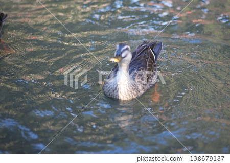A duck swimming in a pond 138679187