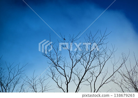 冬日的樹林和小鳥的輪廓散佈在藍天之上。 冬日的樹林和小鳥的輪廓散佈在藍天之上。 138679263