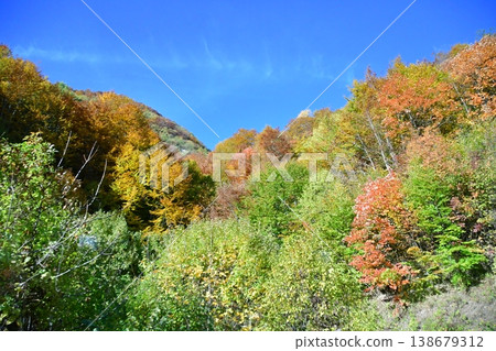 北馬其頓馬夫羅沃國家公園附近的秋葉,金黃色的樹葉 北馬其頓馬夫羅沃國家公園附近的秋葉,金黃色的樹葉 138679312