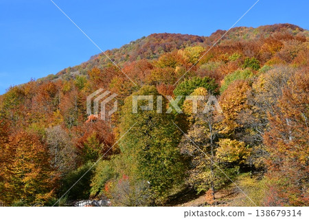 北馬其頓馬夫羅沃國家公園附近的秋葉,金黃色的樹葉 北馬其頓馬夫羅沃國家公園附近的秋葉,金黃色的樹葉 138679314