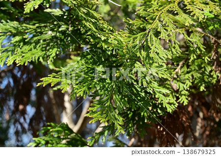 日本扁柏(Thujopsis dolabrata)-常綠針葉樹的葉子 日本扁柏(Thujopsis dolabrata)-常綠針葉樹的葉子 138679325