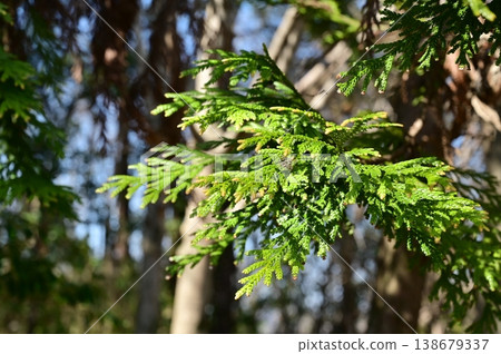 Japanese cypress (Thujopsis dolabrata) - evergreen conifer leaves 138679337