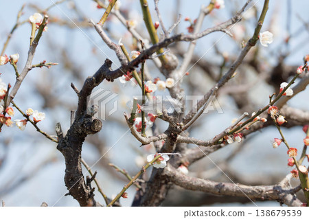 A forgotten item in the plum tree 138679539