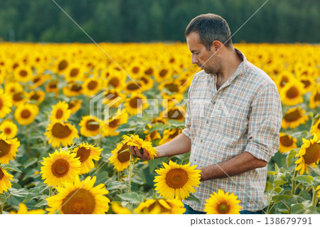 Man farmer examining harvest in a sunflower field Man farmer examining harvest in a sunflower field 138679791