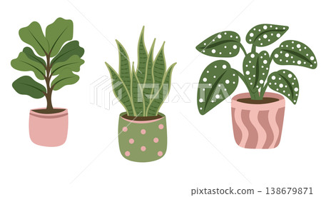 Houseplant set with ficus snake plant and begonia Houseplant set with ficus snake plant and begonia 138679871