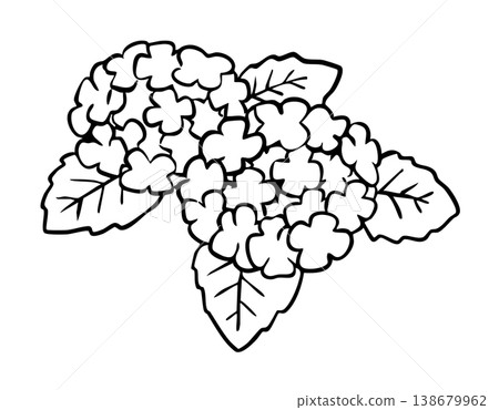 Hydrangea, two clusters, two colors Hydrangea, two clusters, two colors 138679962