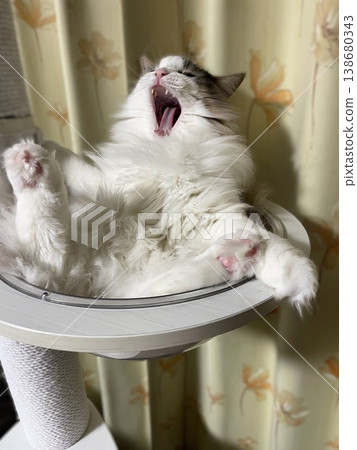 A relaxed cat yawning sleepily. A relaxed cat yawning sleepily. 138680343