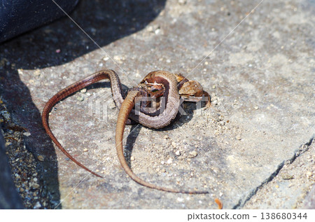 Mating of the lizard Mating of the lizard 138680344
