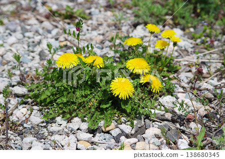 Dandelions on a gravel road Dandelions on a gravel road 138680345