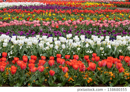 Springtime at Akebonoyama Agricultural Park: A field of tulips in full bloom. 138680355
