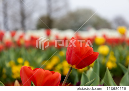 Springtime, Akebonoyama Agricultural Park, red tulips, close-up photo. 138680356